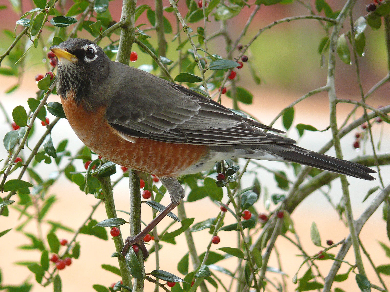 wild robin food